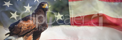 Composite image of close up of golden eagle