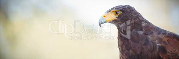 Close up of golden eagle