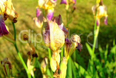 Lily flowers in the garden in the summer evening