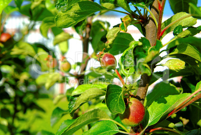 small unripe apples on the tree in summer