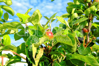 small unripe apples on the tree in summer