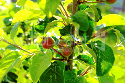 small unripe apples on the tree in summer