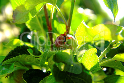 small unripe apples on the tree in summer