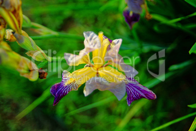 iris flowers in the evening in summer