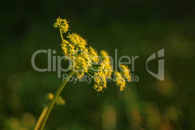 yellow flowers wild grass in the summer evening