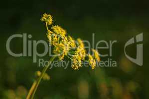 yellow flowers wild grass in the summer evening