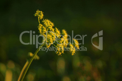 yellow flowers wild grass in the summer evening