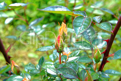 unblown Bud of a rose in the garden in summer