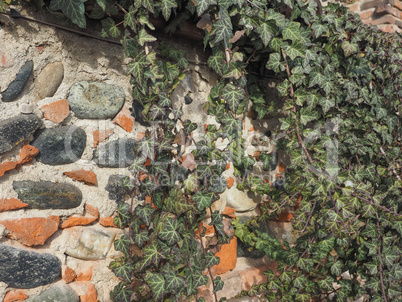 ancient brick wall with ivy background