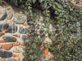 ancient brick wall with ivy background