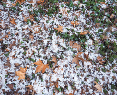 snow over ivy background