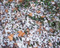 snow over ivy background