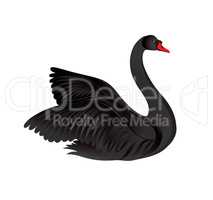 Black bird isolated over white background. Swans silhouette.
