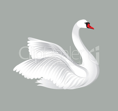 White bird isolated over white background. Swans illustration.