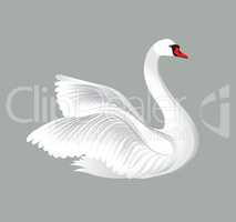 White bird isolated over white background. Swans illustration.