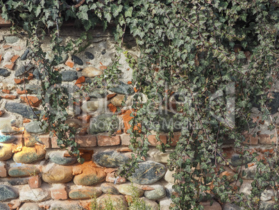 ancient brick wall with ivy background