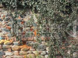 ancient brick wall with ivy background