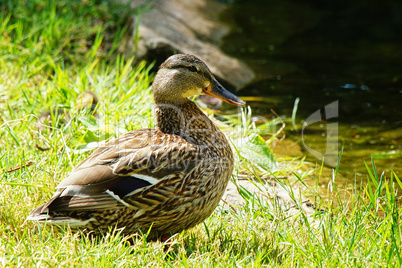 Stockente, Anas platyrhynchos