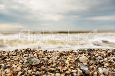 the coastline of seashells