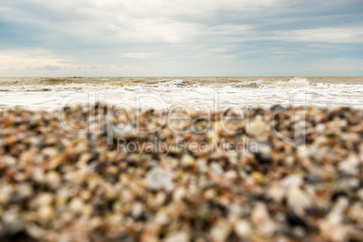 the coastline of seashells