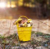 edible wild mushrooms