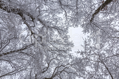 Frozen forest on a cloudy, cold day in Hungary, Mountain Badacso