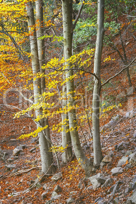 Beautifal autumn beech forest en mountain Montseny in Spain
