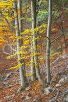 Beautifal autumn beech forest en mountain Montseny in Spain