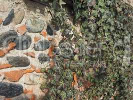 ancient brick wall with ivy background