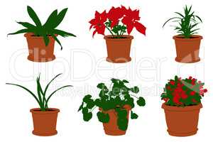 Set of different flowers in pots