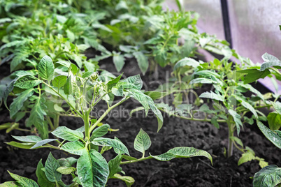 Tomatoes grow in a greenhouse.