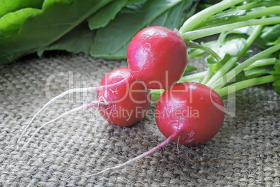 Young radishes with green leaves.