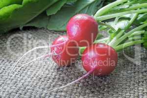 Young radishes with green leaves.