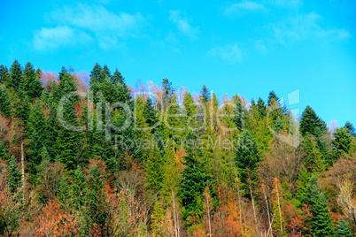 mountains covered with forest