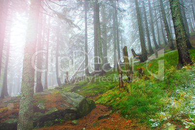 forest with fir-trees after the first snow in the year