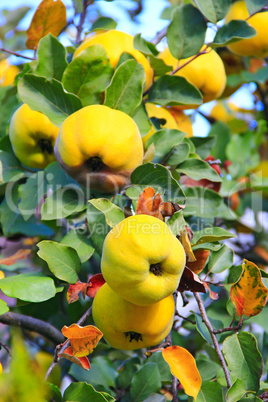 fresh fruits of quince on the tree