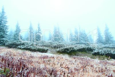 clearing in the forest with fir-trees after the first snow in the year