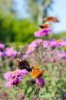 butterflies of peacock eye and Queen of Spain fritillary on the asters