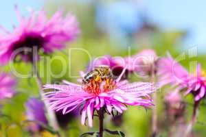 a bee collects nectar on the aster