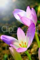 flowers of colchicum autumnale in the sunny rays