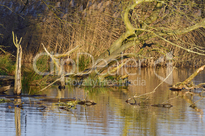 Auenlandschaft im Herbst