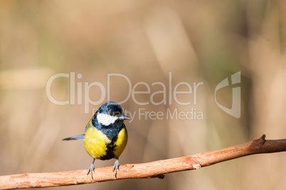 Flying Great Tit or Parus major