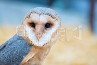 common barn owl