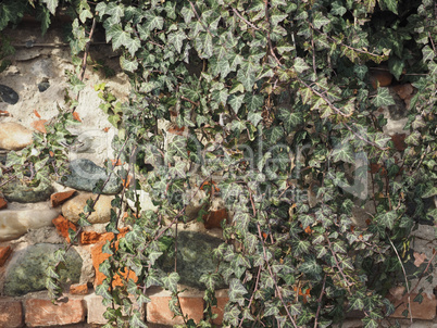 ancient brick wall with ivy background