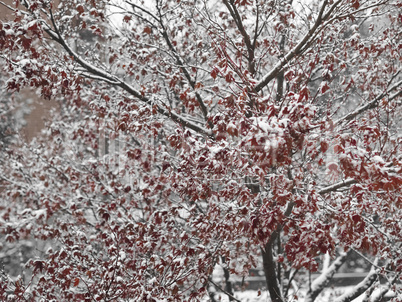 winter scene with snow