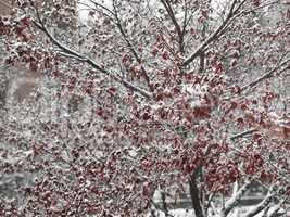 winter scene with snow