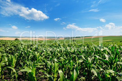 Bright green cornfield and blue sky with light cumulus clouds.