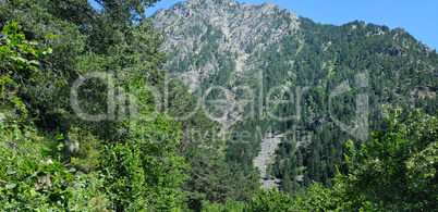 forest slopes of the mountains in summer sunlight with a view of