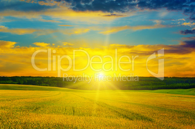 Wheat field and a delightful sunrise.