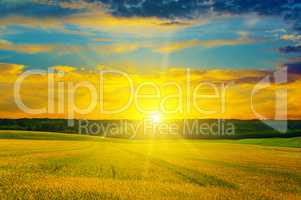 Wheat field and a delightful sunrise.